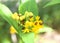 Ladybugs eating aphids on milkweed flowers