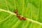 Ladybugs family on the green leaf