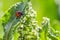 Ladybugs on Flowers Rumex confertus Russian dock of horse sorrel close-up. Collecting medicinal herbs in summer in