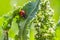 Ladybugs on Flowers Rumex confertus Russian dock of horse sorrel close-up. Collecting medicinal herbs in summer in