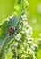 Ladybugs on Flowers Rumex confertus Russian dock of horse sorrel close-up. Collecting medicinal herbs in summer in