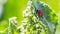 Ladybugs on Flowers Rumex confertus Russian dock of horse sorrel close-up. Collecting medicinal herbs in summer in