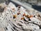 Ladybugs gathered on a driftwood log on the beach