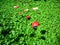 Ladybugs on the grass