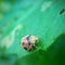 Ladybugs on Green Leaf Background