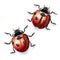 Ladybugs illustration.