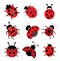 Ladybugs illustration on white background