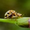 Ladybugs, ladybird beetles, lady beetles