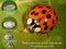 Ladybugs (ladybirds), Harmonia axyridis