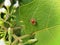 Ladybugs or Ladybirds on The Leaf