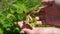 ladybugs on a leaf. observation of insects and nature.