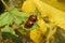 Ladybugs on leafs in the garden, closeup