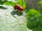 Ladybugs make love on a green leaf