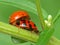 Ladybugs Mating