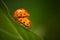 Ladybugs mating