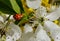 Ladybugs mating