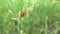 Ladybugs mating on leaves in the garden