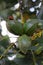 Ladybugs Mating on Pecan Cluster