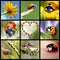 Ladybugs mosaic