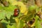Ladybugs on plant in the garden, closeup