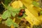 Ladybugs on plant in the garden, closeup