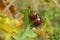 Ladybugs on plant in the garden, closeup