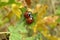 Ladybugs on plant in the garden, closeup