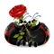 Ladybugs with rose