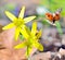 Ladybugs on spring flowers