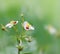 Ladybugs on strawberry flowers.