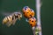Ladybugs on top of a straw with a flying wasp entering the frame