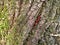 Ladybugs on tree bark