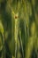 Ladybugs walk over an ear of gold corn / A man helps a ladybug to arrive over an ear of gold corn