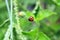 Ladybugs walking up on the grass .