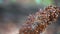 Ladybugs wintering in Pinnacles national park in California