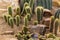 Ladyfinger cactus