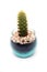 Ladyfinger Cactus, Mammillaria elongata