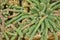 Ladyfinger Cactus (Mammillaria elongata) in the garden