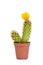 Ladyfinger cactus with a yellow flower