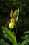 Ladys Slipper Orchid bloom in the rain. Blossom and water drops. Yellow with red petals blooming flower in natural environment.