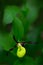 Ladys Slipper Orchid, Cypripedium calceolus, flowering European terrestrial wild orchid, nature habitat, detail of bloom, green c