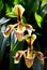 Ladyâ€™s Slipper, paphiopedilum villosum wild orchid in Thailand