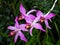 Laelia Anceps Orchid In Bloom