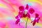 Laelia anceps pink orchids against colofrul background