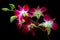 Laelia anceps pink orchids against dark background