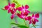 Laelia anceps pink orchids against natural background