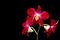 Laelia anceps red orchids against black background