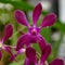 Laelia orchid flower