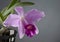 Laelia pumila orchid flower