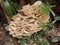 Laetiporus or partridge mushroom blooms in a tree